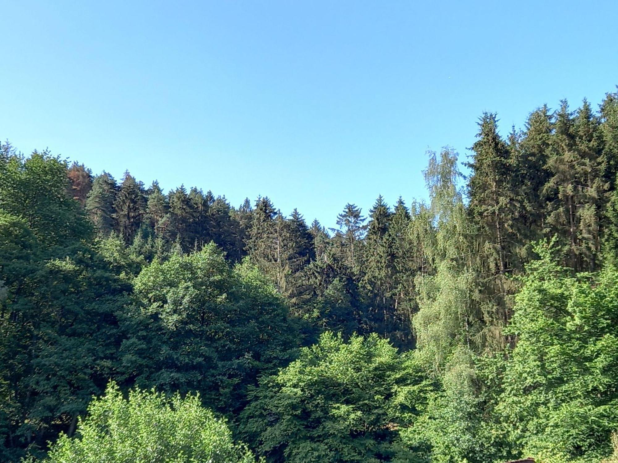 Waldblick Apartment *